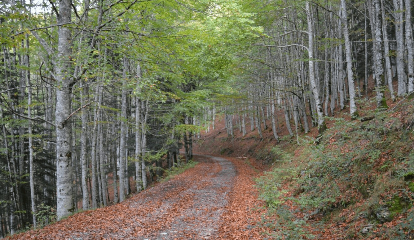 SL-NA-63A: SENDERO DEL BOSQUE ZABALETA