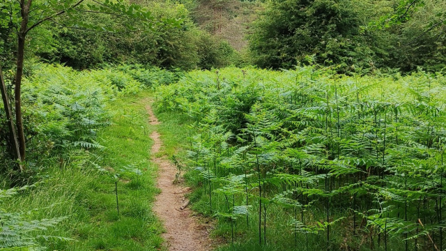 SL-NA-69 : ANCIEN CHEMIN DE KOIXTA
