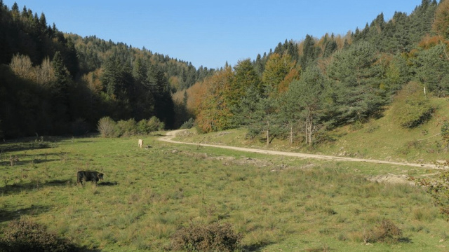 9. MALGORRA