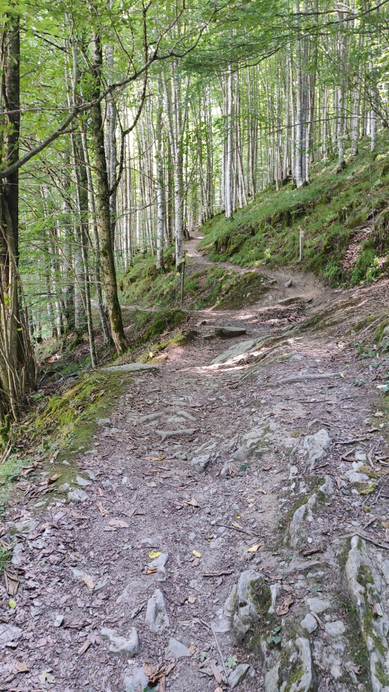 13. URSARIO