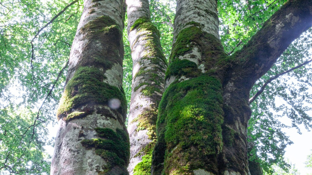 UNIQUE TREES - THREE-ARMED BEECH TREE