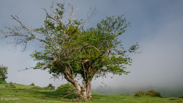 ARBRES REMARQUABLES - LES NOISETIERS D'ORION