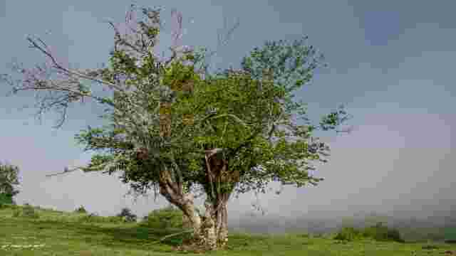 ÁRBOLES SINGULARES - AVELLANOS DE ORION