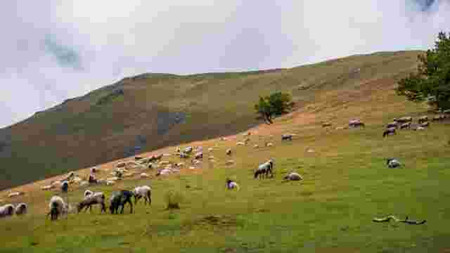 QUINTO REAL FOREST