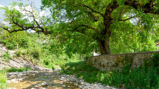 The Walnut Tree