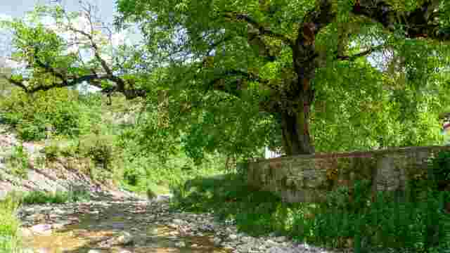 The Walnut Tree