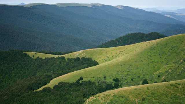 SELVA DE IRATI