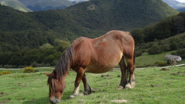 ANBULOLATZEKO BIDEA